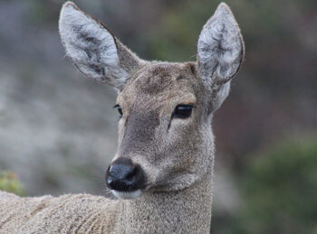 scout_sj4_1324