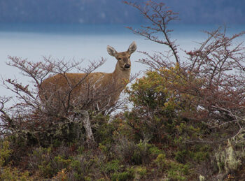 scout_sj5_1324